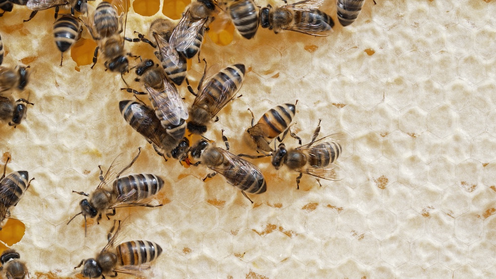 Bees family working on honeycomb in apiary. Life of Carniolan honey bee in hive. Concept of beekeeping, commercial pollinators, food producers. High quality 4k