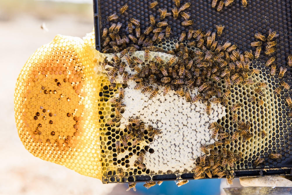A Closeup of Honey bees on beekeeping frame