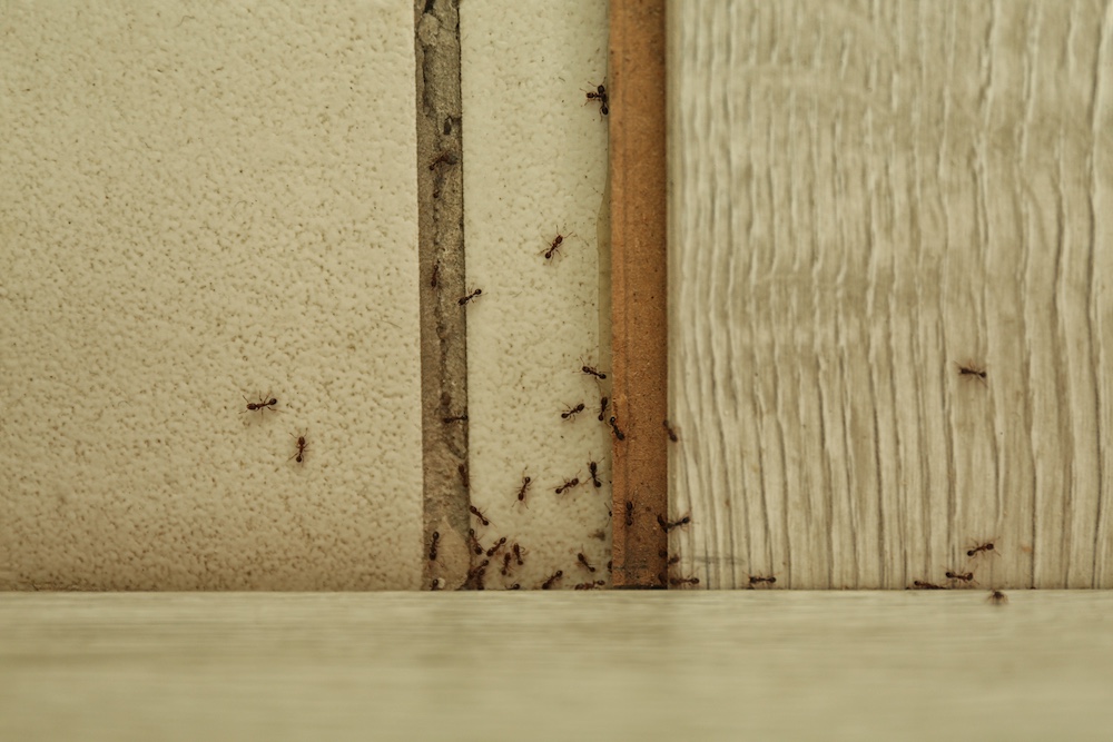 Many black ants on floor at home, top view. Pest control